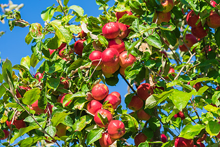 Der Garten im September