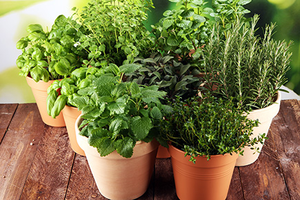 Der Garten im Juni